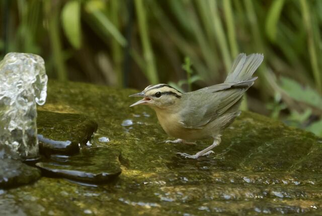 Worm-eating Warbler