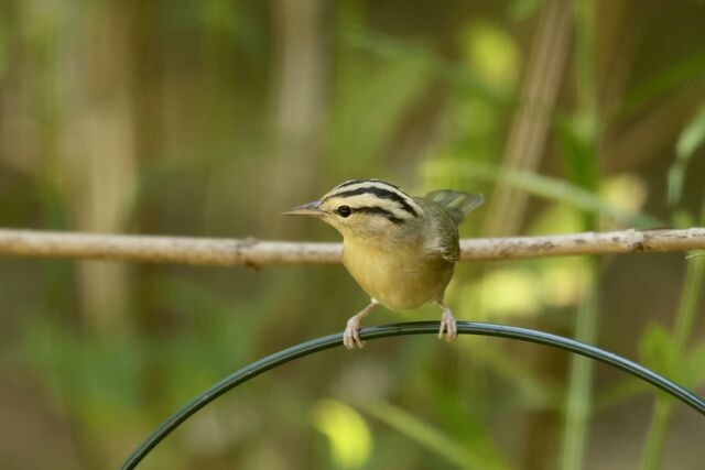 Worm-eating Warbler