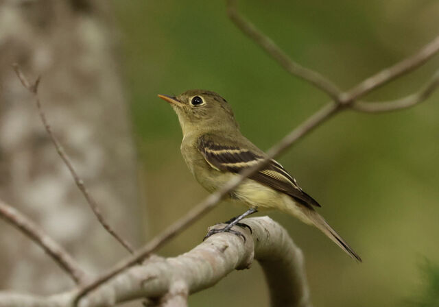 Yellow-bellied Flycatcher