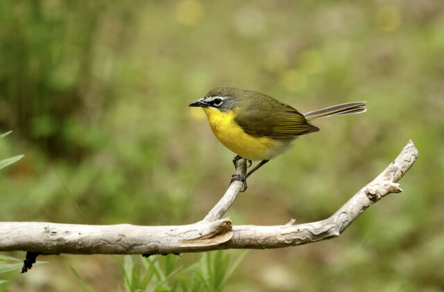 Yellow-breasted Chat