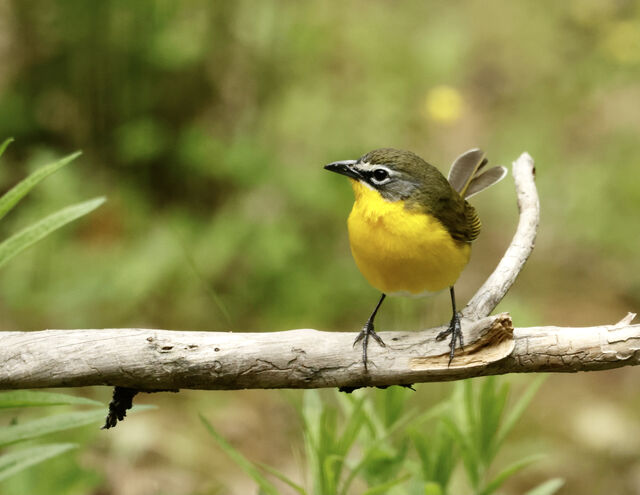 Yellow-breasted Chat