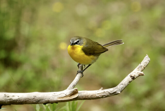 Yellow-breasted Chat