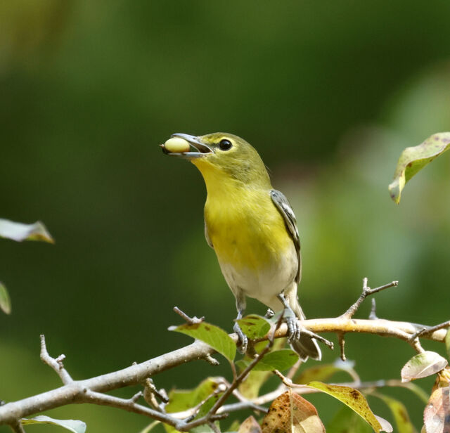 Yellow-throated Vireo