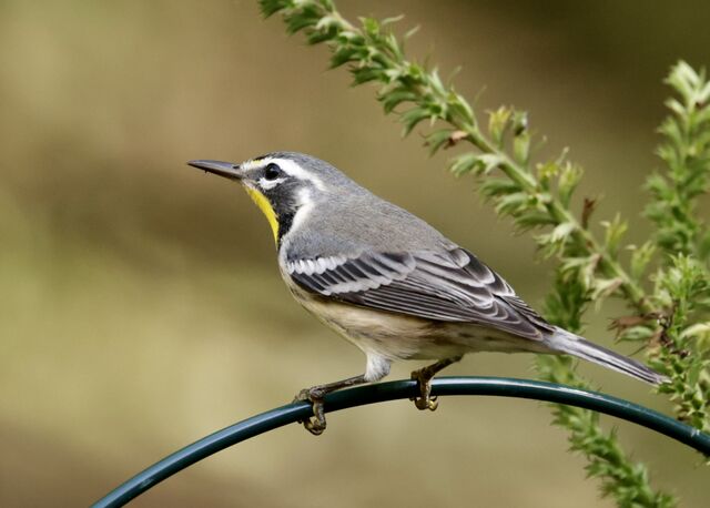 Yellow-throated Warbler