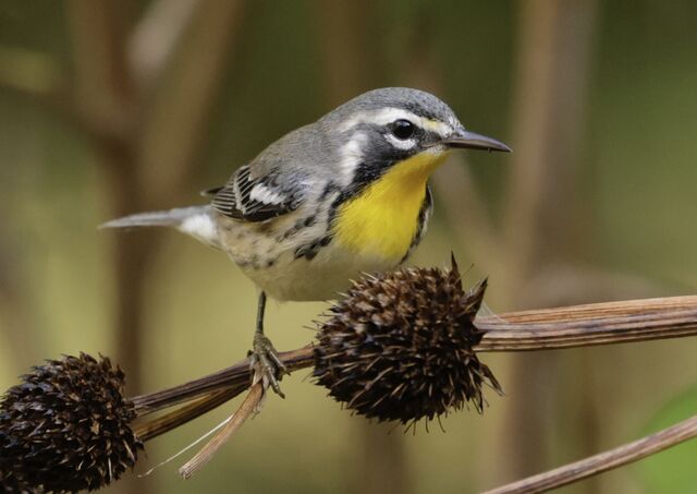 Yellow-throated Warbler