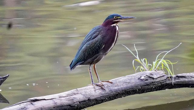 Green Heron