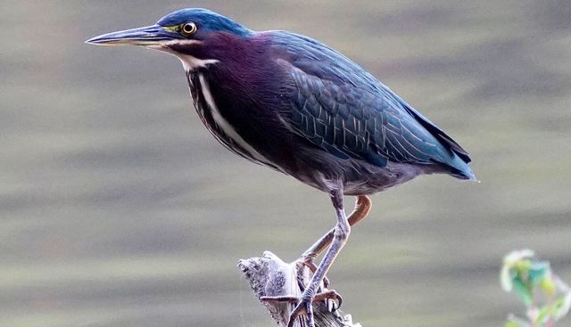 Green Heron