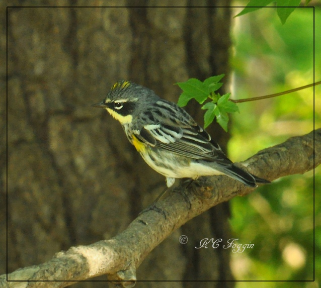 Yellow-rumped Warbler