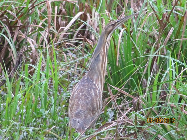 American Bittern