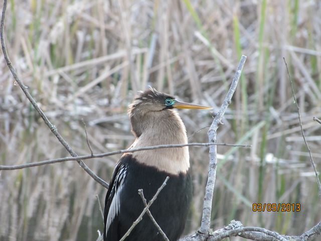 Anhinga
