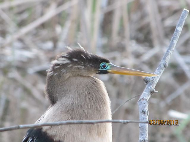 Anhinga