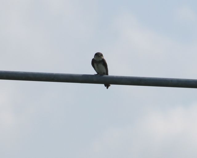 Bank Swallow