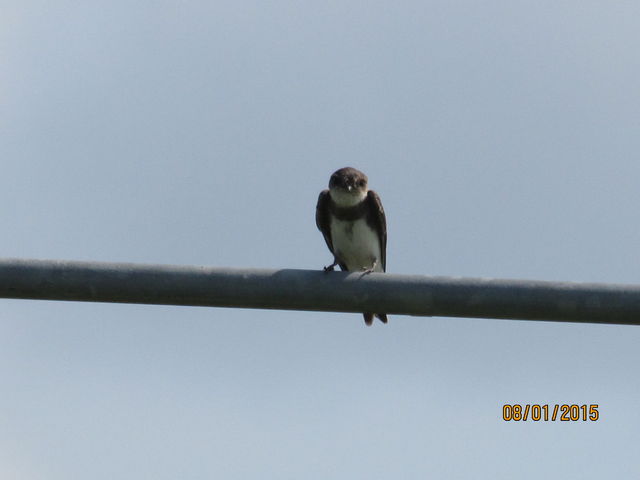 Bank Swallow