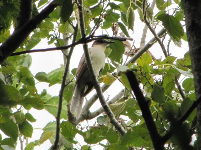 Black-billed Cuckoo