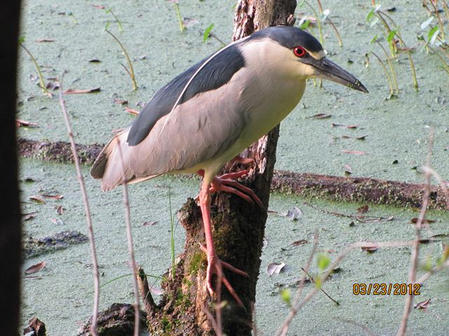 Black-crowned Night-Heron
