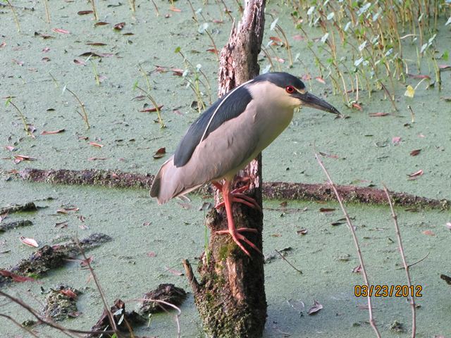Black-crowned Night-Heron