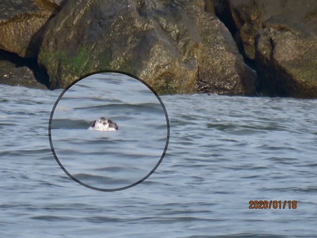 Black Guillemot