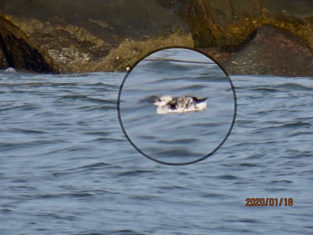 Black Guillemot