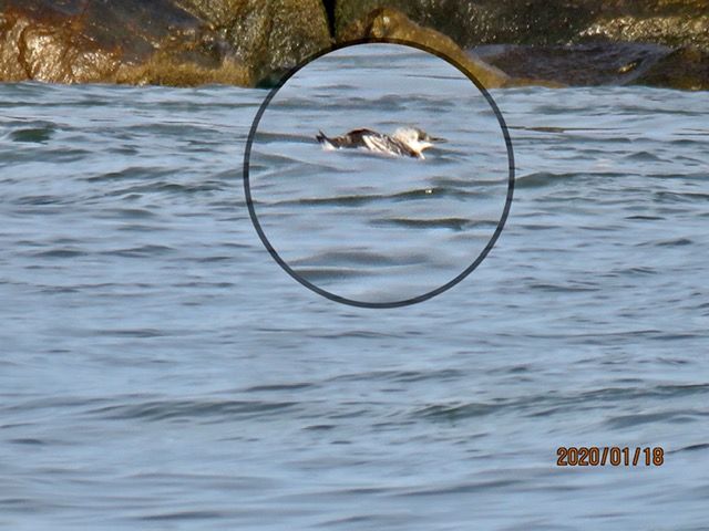 Black Guillemot