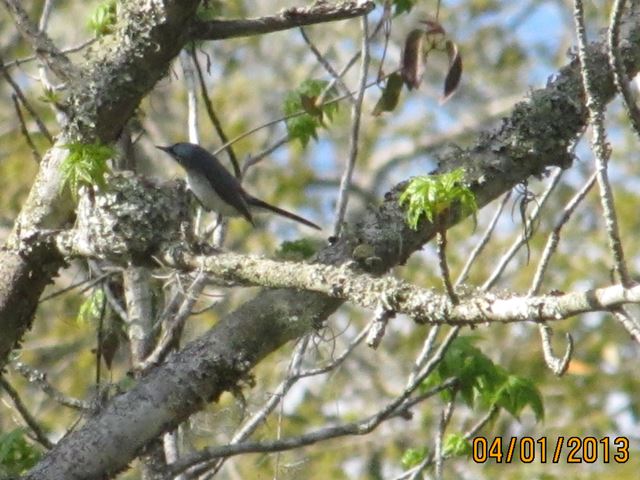 Blue-gray Gnatcatcher