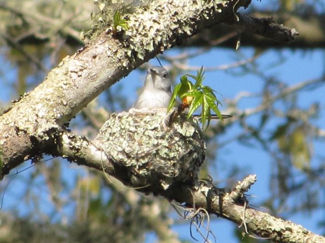 Blue-gray Gnatcatcher