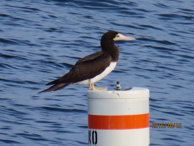 Brown Booby