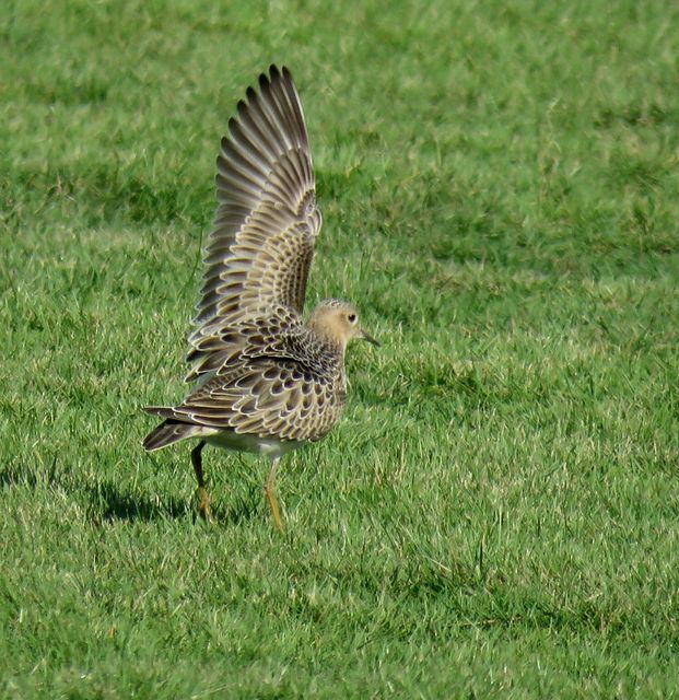 Buff-breasted Sandpiper
