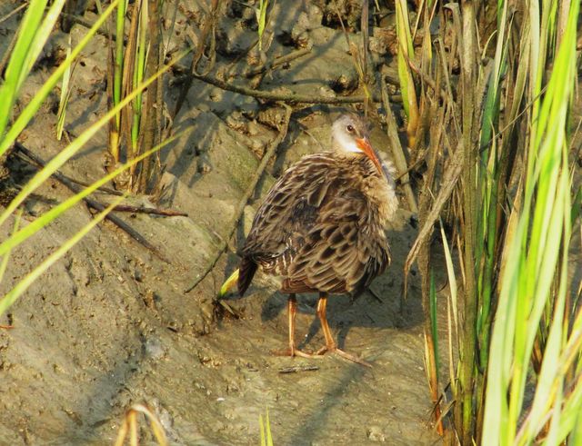 Clapper Rail