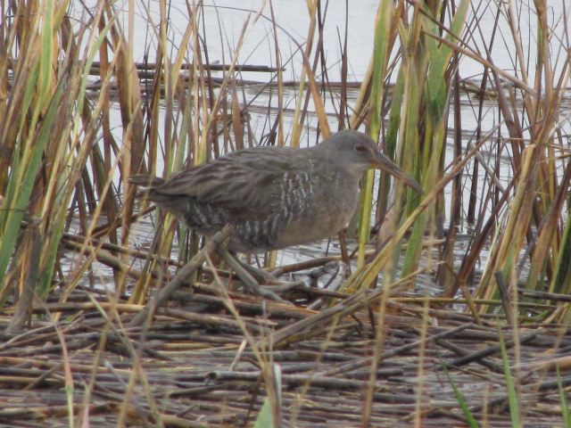 Clapper Rail