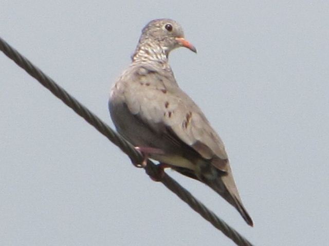 Common Ground-Dove