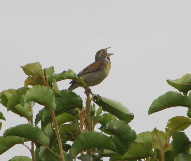 Dickcissel