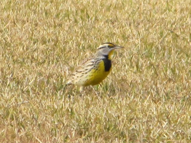 Eastern Meadowlark