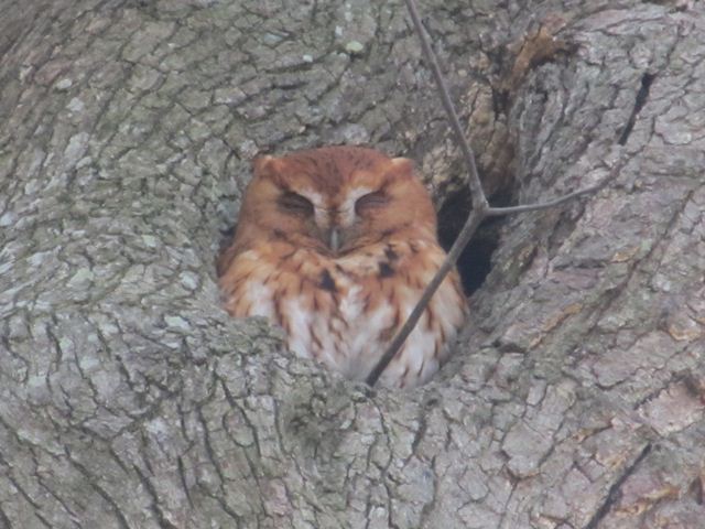 Eastern Screech-Owl