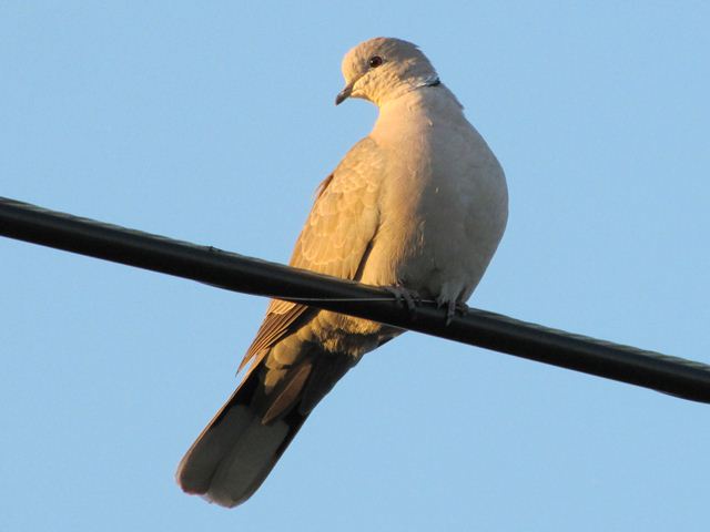 Eurasian Collared-Dove