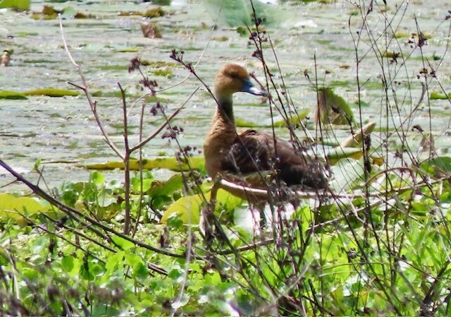 Fulvous Whistling-Duck
