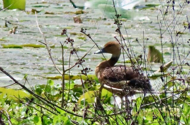 Fulvous Whistling-Duck