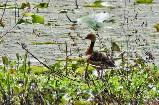 Fulvous Whistling-Duck