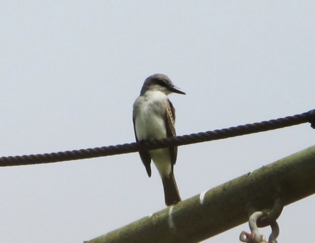 Gray Kingbird