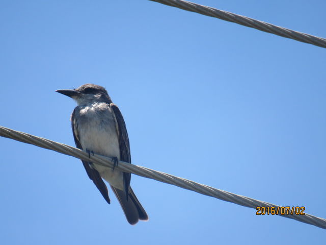 Gray Kingbird