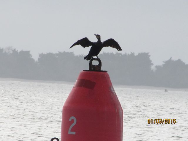 Great Cormorant