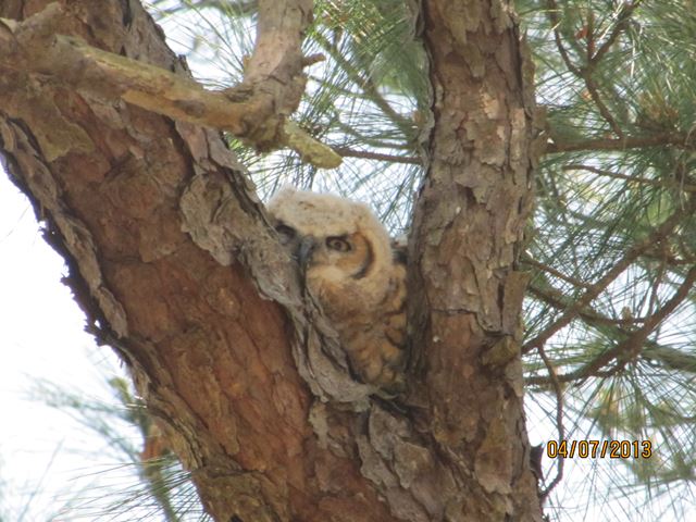 Great Horned Owl