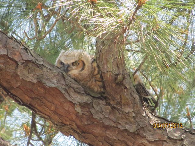 Great Horned Owl