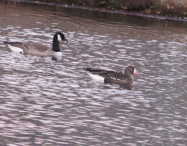 Greater White-fronted Goose