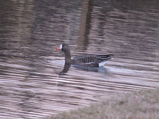 Greater White-fronted Goose