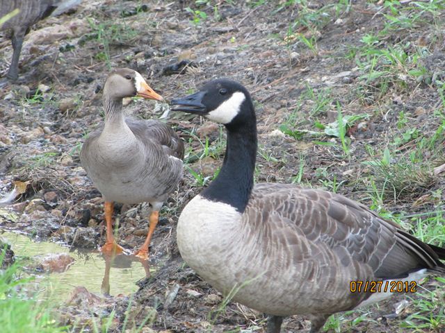 Greater White-fronted Goose
