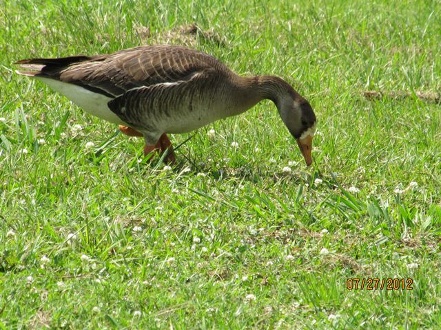 Greater White-fronted Goose