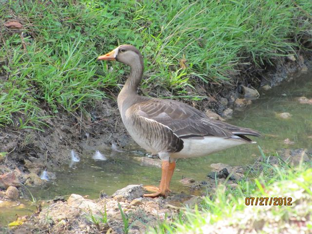 Greater White-fronted Goose