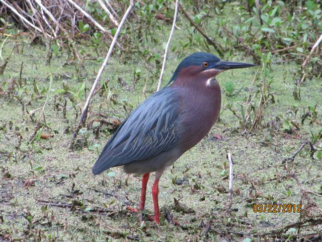 Green Heron