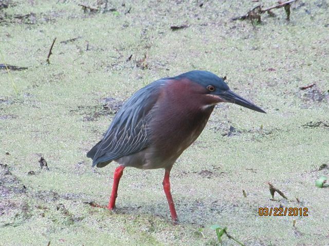 Green Heron