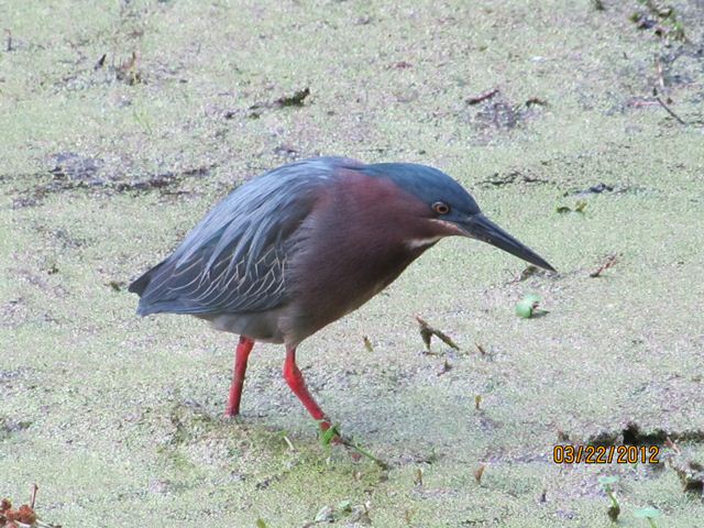 Green Heron
